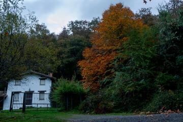 BEAUTIFUL IMAGE OF A COLORFUL BEECH TREE IN AUTUMN IN THE NATURAL PARK OF GORBEA.SPAIN.NATURA 2000...