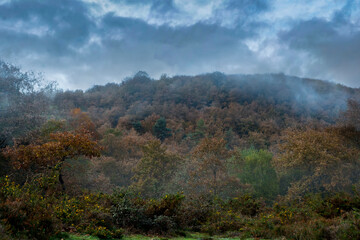 BEAUTIFUL IMAGE OF A COLORFUL BEECH TREE IN AUTUMN IN THE NATURAL PARK OF GORBEA.SPAIN.NATURA 2000 NETWORK