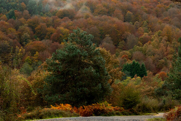 BEAUTIFUL IMAGE OF A COLORFUL BEECH TREE IN AUTUMN IN THE NATURAL PARK OF GORBEA.SPAIN.NATURA 2000 NETWORK