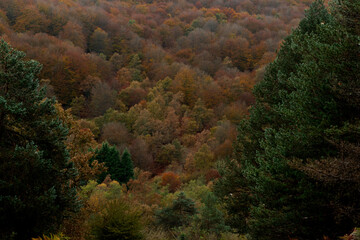 BEAUTIFUL IMAGE OF A COLORFUL BEECH TREE IN AUTUMN IN THE NATURAL PARK OF GORBEA.SPAIN.NATURA 2000...