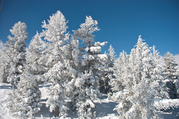 Snow covered trees Mammoth Lakes, CA