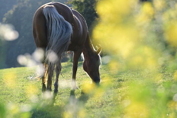 Mückenplage auf der Pferdeweide. Schönes Pferd in der Abendsonne wird von Insekten umschwirrt - obrazy, fototapety, plakaty