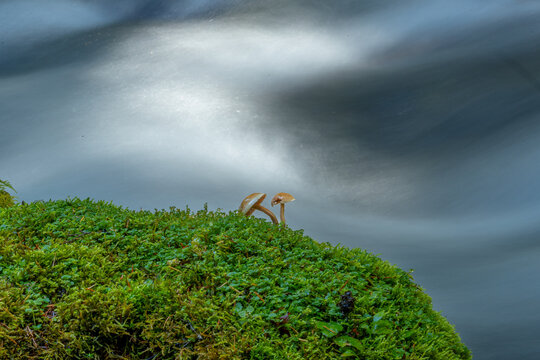 Mushrooms grow stream side on a moss covered rock.