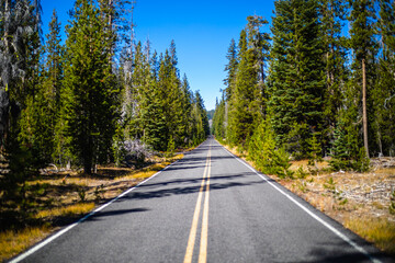 Naklejka premium Highway through a pine forest.