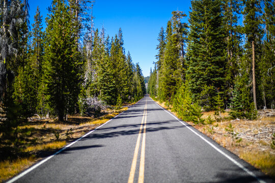 Highway through a pine forest.