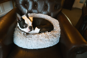 Boston Terrier curled up in a grey fluffy pet bed on a brown leather vintage style chair. - 725919182