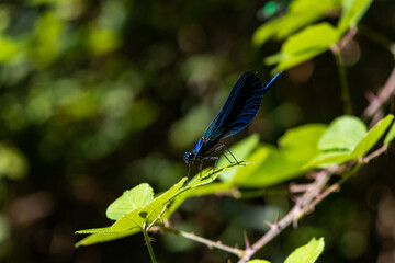 Libellula al Parco Nazionale di Krka in Croazia