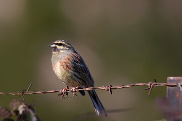 A male cirl bunting isolated on a rusty fence. Cute bird with yellow green and brown colors. Emberiza cirlus.
