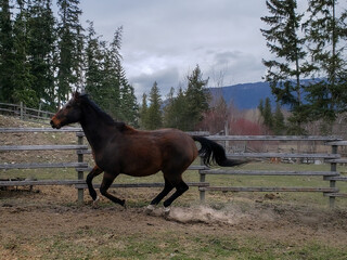 Retired Bay Senior Thoroughbred Gelding Gallops in Round Pen Facing Left with Blue Mountain...