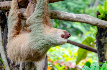 Sloth © Brennon Cardone