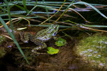 Rana a brodo del fiume al Parco Nazionale di Krka in Croazia