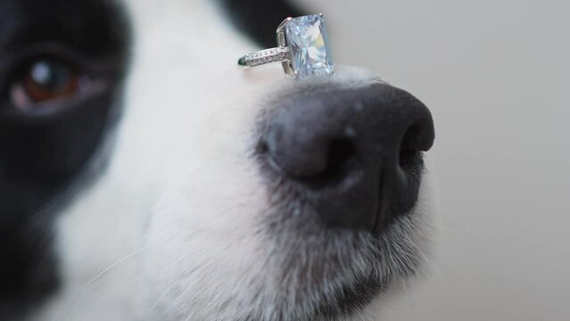 Will you marry me. Funny cute puppy dog border collie holding wedding ring on nose isolated on white background. Dog nose with engagement ring close up. Engagement marriage proposal concept