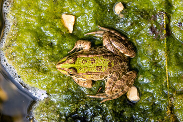 Rana a brodo del fiume al Parco Nazionale di Krka in Croazia