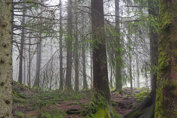Dense fog in a forest - 725923797
