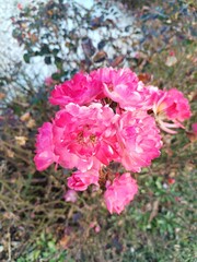 A group of pink flowers