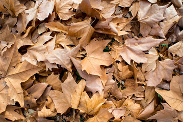 Dry and orange leaves in autumn - 725925333