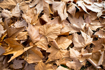 Dry and orange leaves in autumn - 725925336
