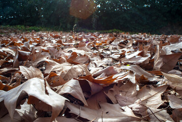 Dry and orange leaves in autumn - 725925345