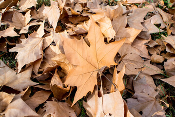 Dry and orange leaves in autumn - 725925357