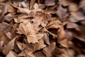 Dry and orange leaves in autumn - 725925358