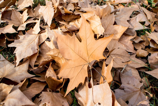 Dry and orange leaves in autumn