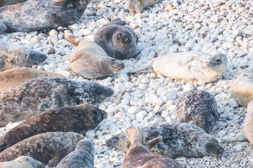 grey seals on the beach 