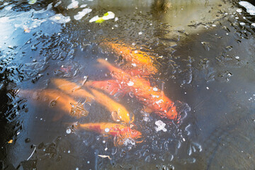 Frozen Koi pond with a group of fish under the frozen ice. - 725927747