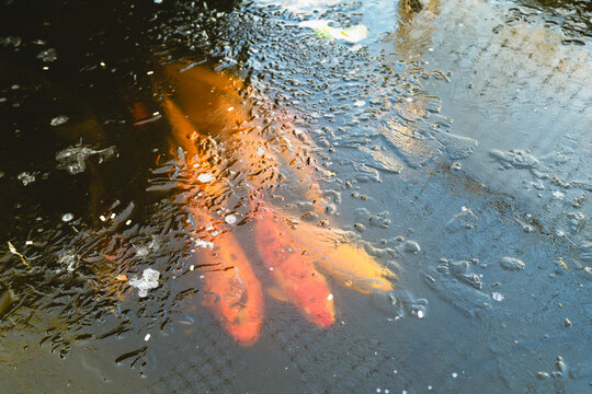 Frozen Koi pond with a group of fish under the frozen ice.