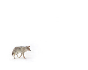 Coyote in Snow