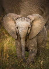 Closeup of a baby African Elephant