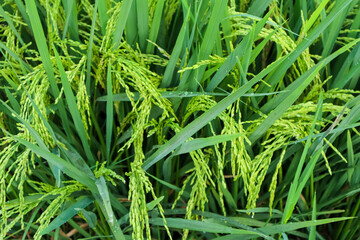 Rice field in the fresh morning, green nature background. Close up green paddy