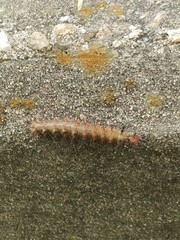 Caterpillar