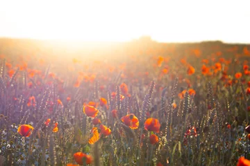 Fototapeten poppy field  © scott