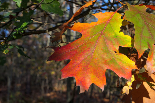 Leuchtendes Blatt einer Rot-Eiche (Quercus rubra) im Herbstwald