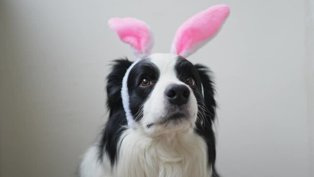 Happy Easter concept. Preparation for holiday. Cute funny puppy dog border collie wearing Easter bunny ears isolated on white background. Spring greeting dog