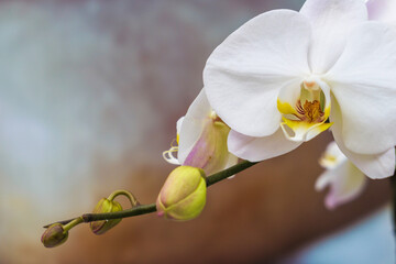 Nahaufnahme einer weißen Orchidee (Phalaenopsis) - Blüte mit Knospen