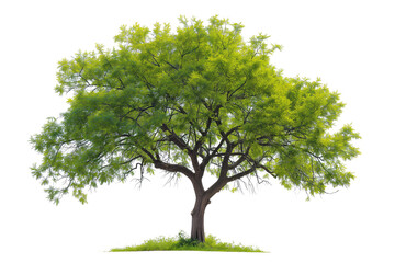 A vibrant, lush green tree with a sturdy brown trunk, isolated on a white background. The tree is full of life, showcasing detailed leaves and branches.