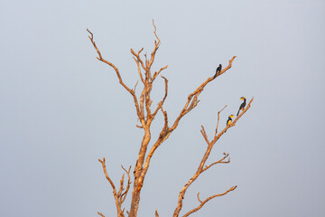 Udawalawe National Park, Sabaragamuwa and Uva Provinces, Sri Lanka