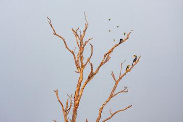 Udawalawe National Park, Sabaragamuwa and Uva Provinces, Sri Lanka