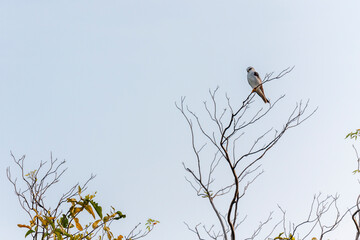 Udawalawe National Park, Sabaragamuwa and Uva Provinces, Sri Lanka