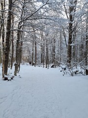 Winter forest