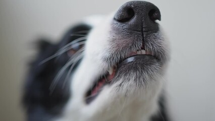 Dangerous angry dog. Aggressive puppy dog border collie baring teeth fangs looking aggressive dangerous. Guardian growling scary dog ready for attack. Pet infected by rabies. - Powered by Adobe