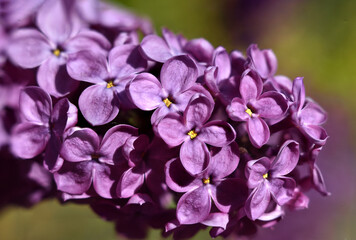 Fototapeta na wymiar Beautiful lilac branch close up with soft green garden background
