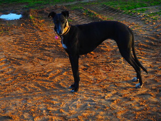 Black greyhound girl in the countryside walking, stretching, posing.