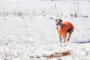 Whippet dog running in the snow. English Whippet or Snap dog