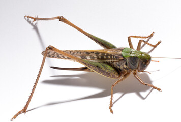 Wart-biter (Decticus verrucivorus) is a bush-cricket in the family Tettigoniidae.  Grasshopper close-up. A female insect on a white background.