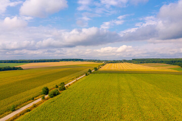 Road runs through the yellow fields of vineyard