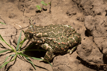 European green toad. Bufotes viridis. An amphibian sits on the ground.