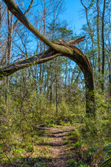 Damaged Tree, Big Oak Trail after Hurricane Idalia, Suwannee River State Park, Florida
