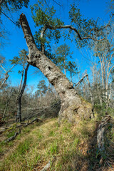 Big Oak Trail after Hurricane Idalia, Suwannee River State Park, Florida